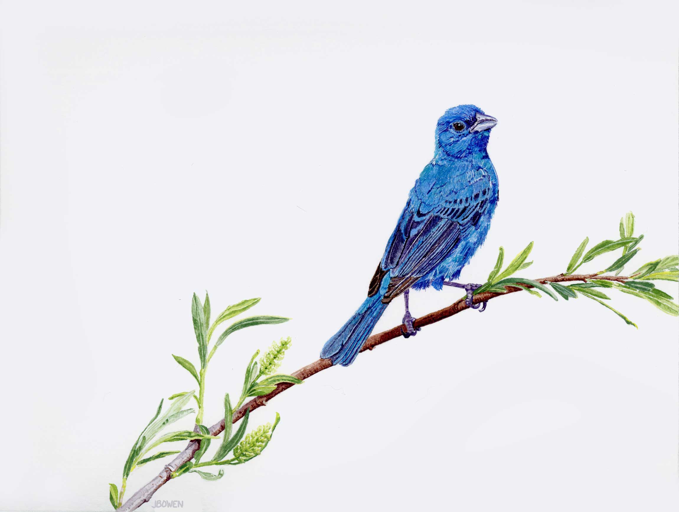 “Out of the Blue – Indigo Bunting”