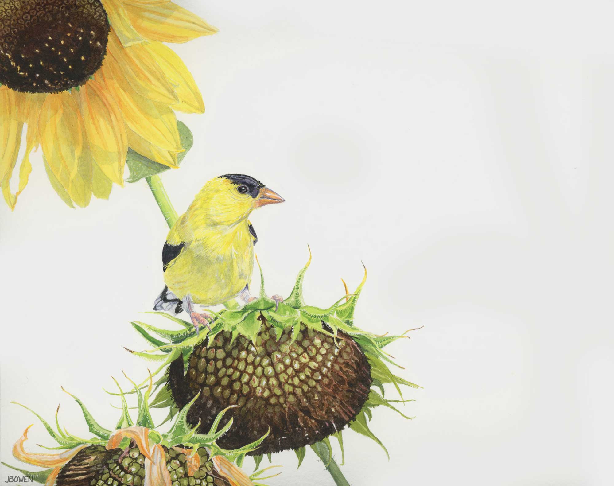 “Golden Muse – American Goldfinch”