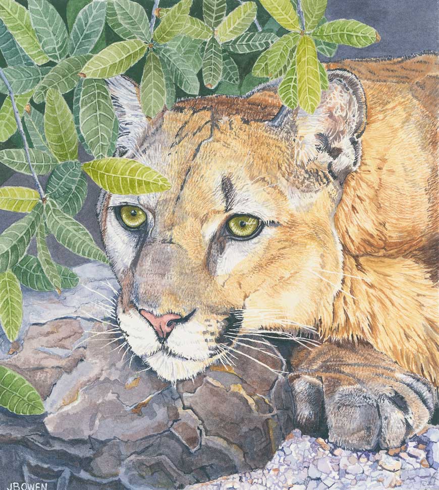 “The Hunter – Young Mountain Lion”