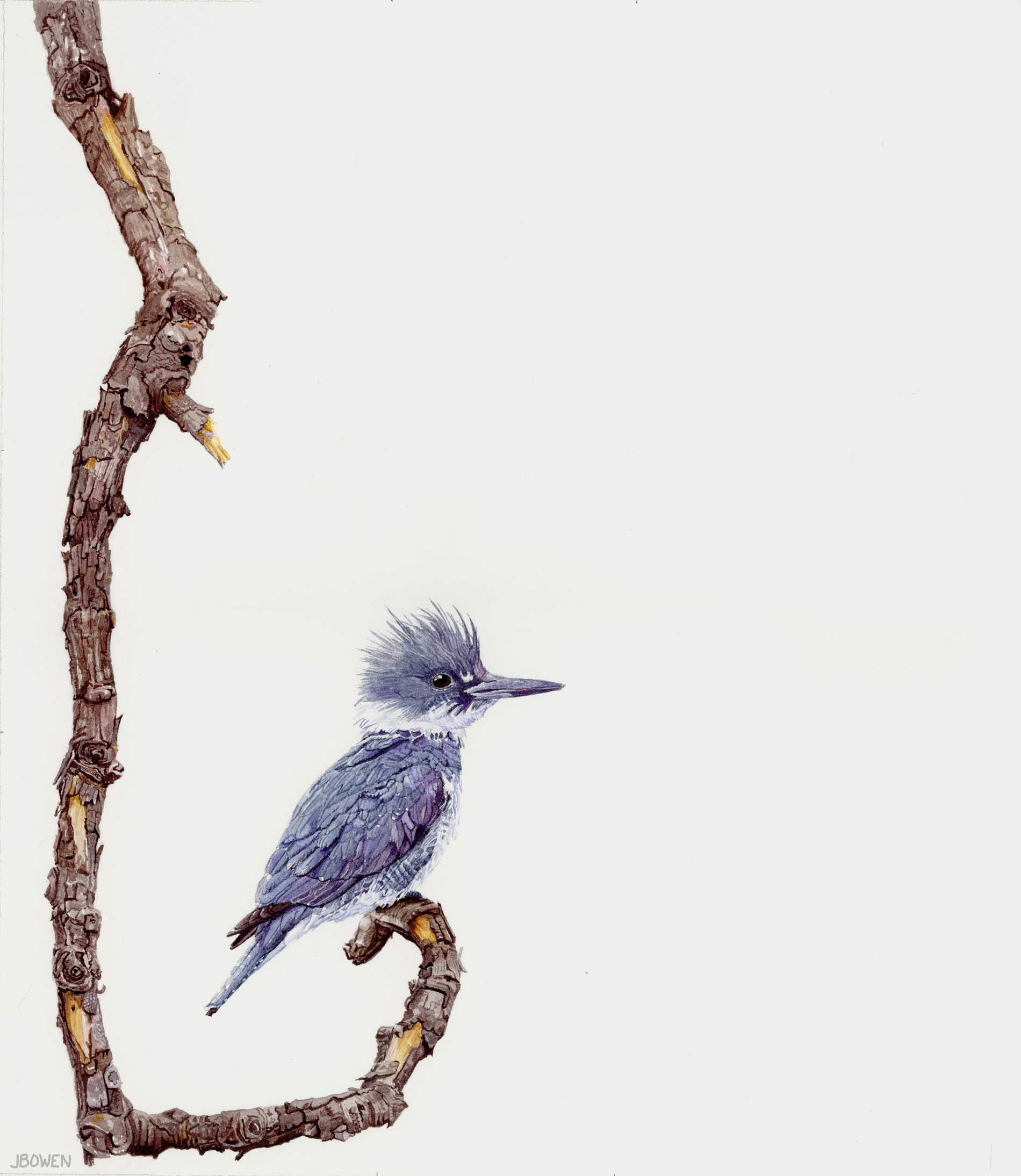“The Watchman – Belted Kingfisher”