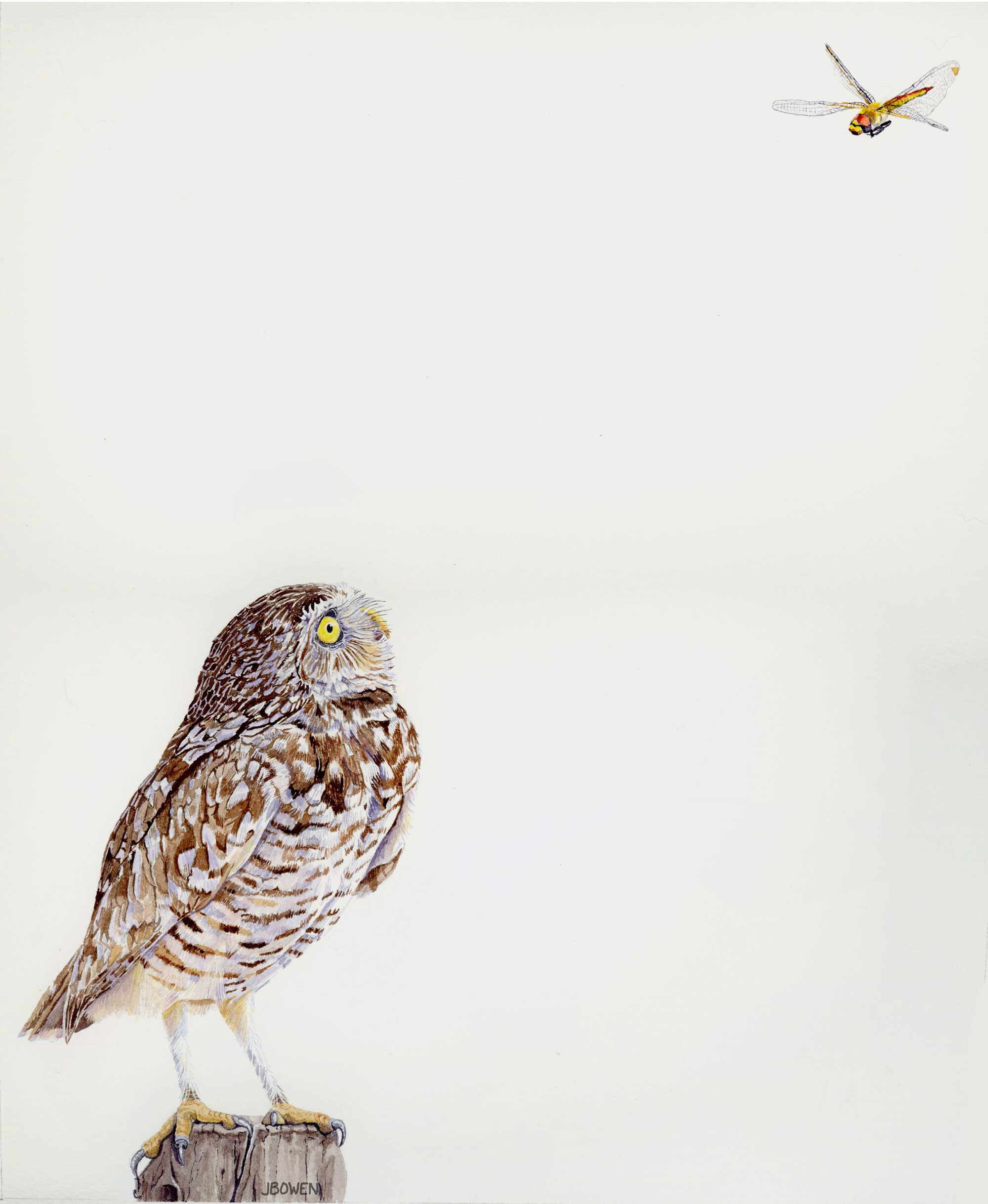 “Eye on the Prize – Burrowing Owl”