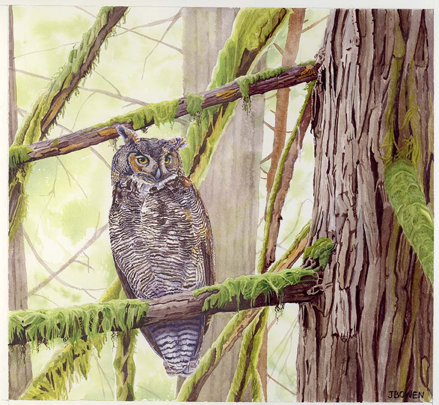 “Sanctuary – Great Horned Owl”