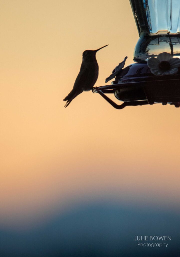 “Anna’s Hummingbird at Sunset”