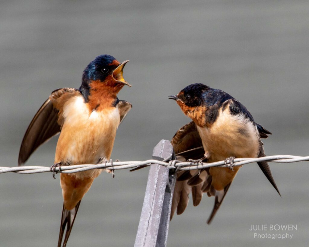 “The Argument: Barn Swallows”