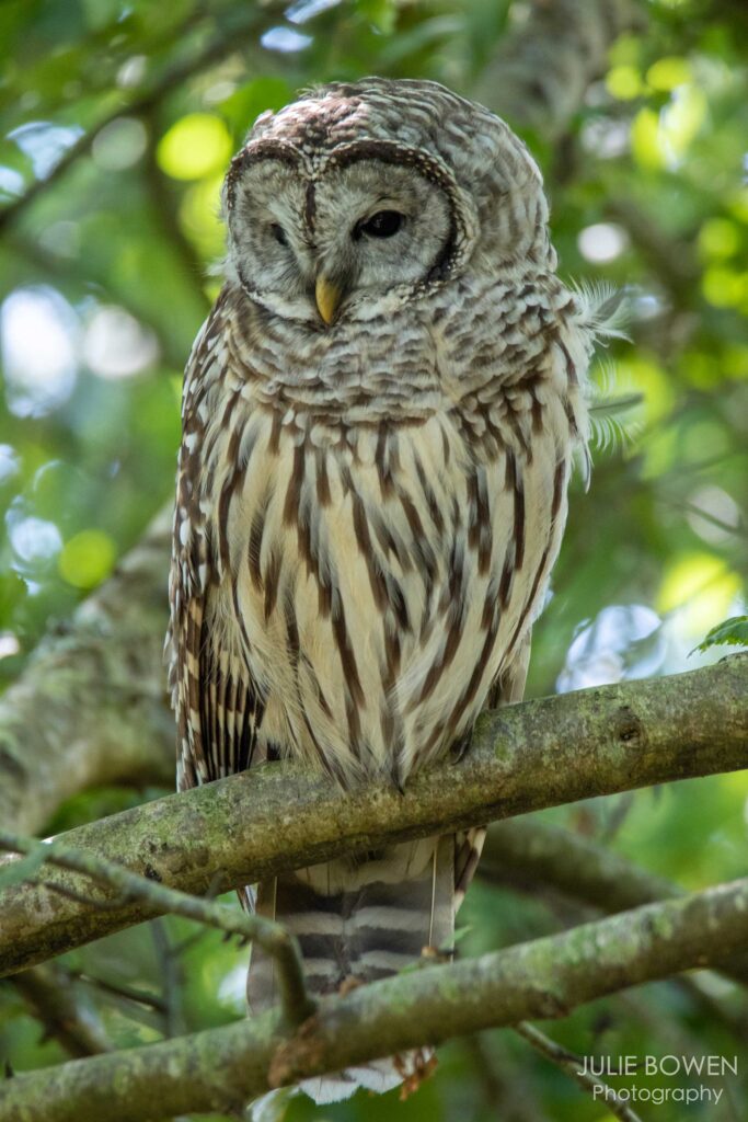 “Barred Owl”