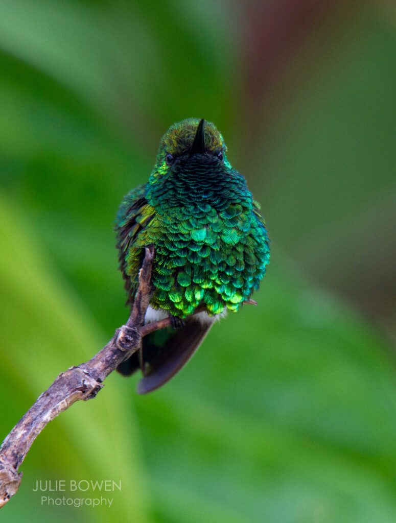 “Emerald Hummingbird”