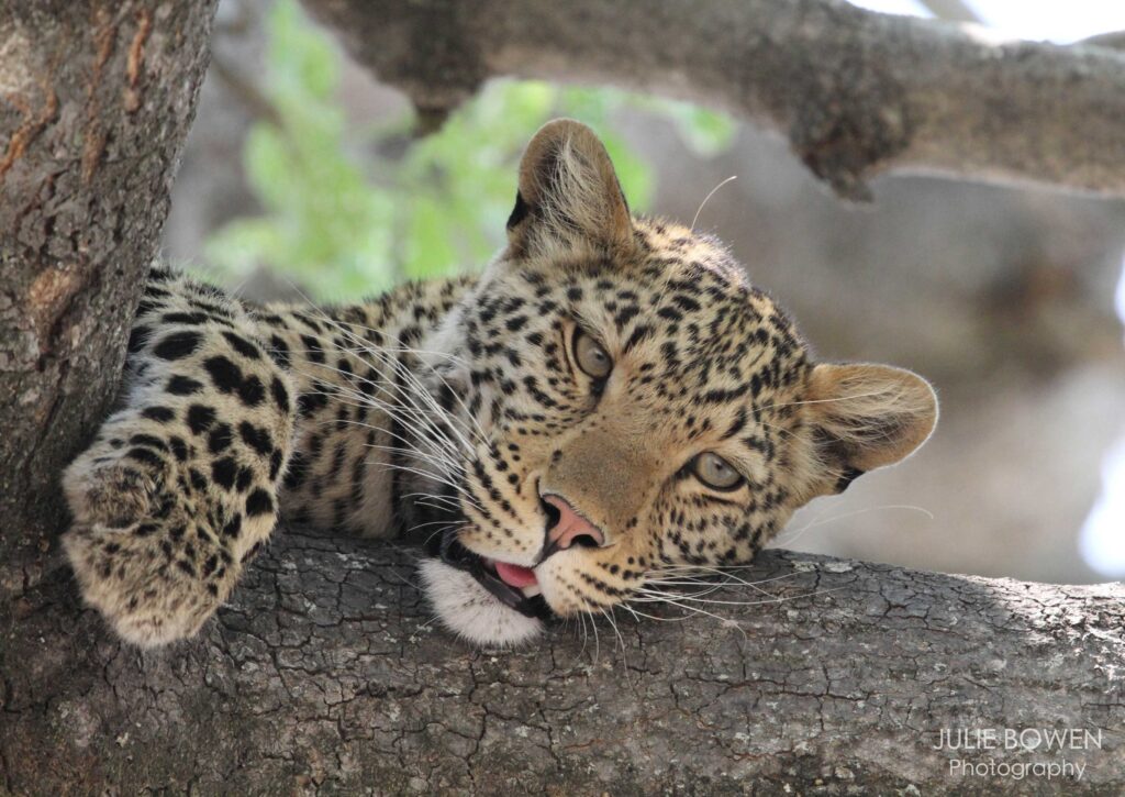 “Leopard”
