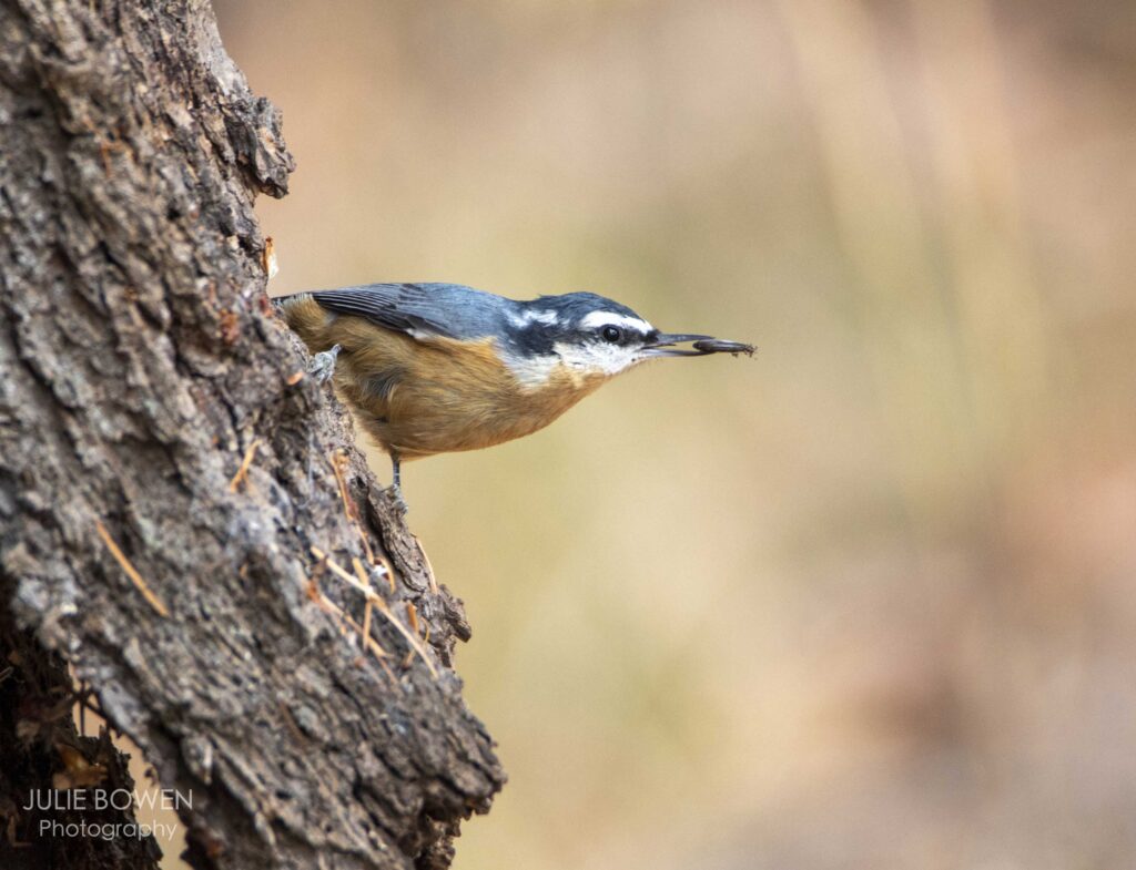 “Red-breasted Nuthatch”