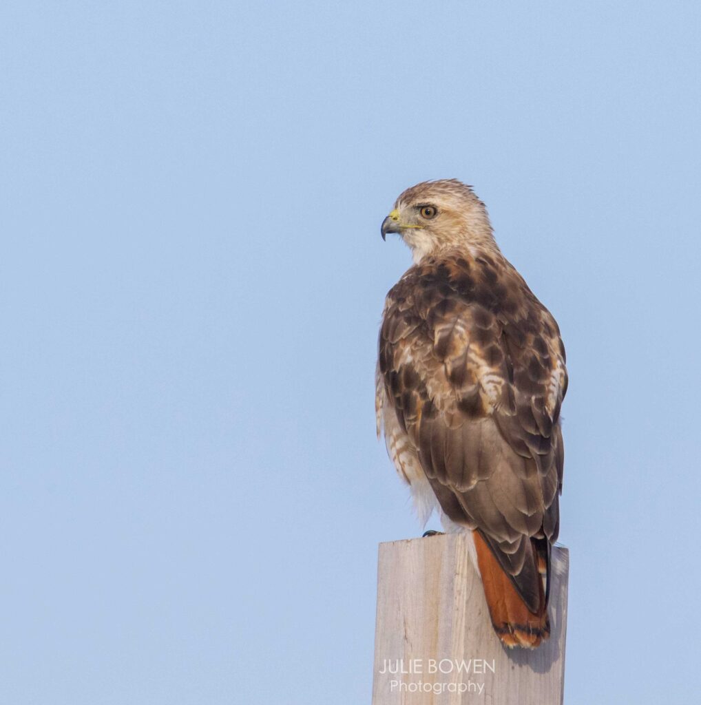 “Red-tailed Hawk”