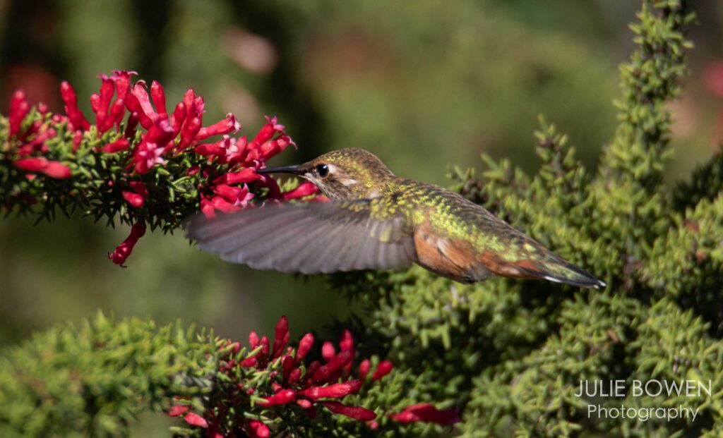 “Rufous Hummingbird”