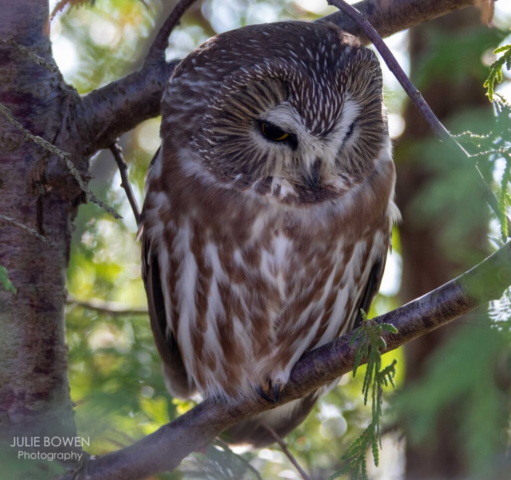 “Northern Saw-whet Owl”