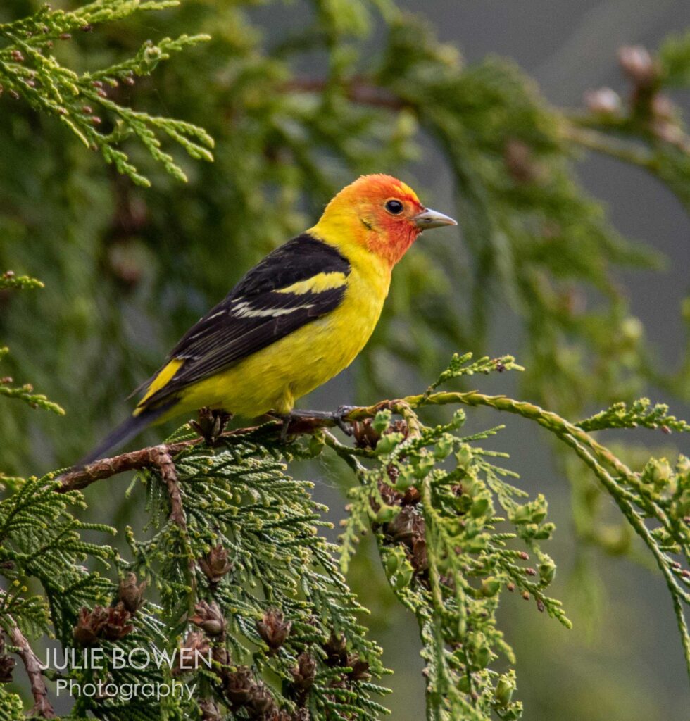 “Western Tanager”