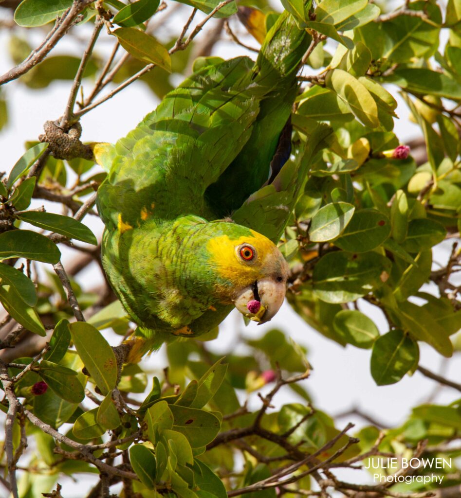 “Yellow-shouldered Parrot”